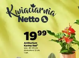 Netto Anturium 12 cm oferta