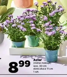 Netto Aster 11 cm oferta