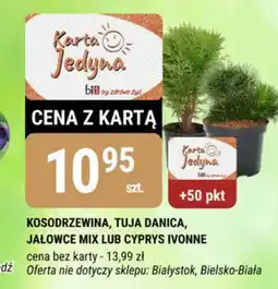 bi1 Tuja oferta
