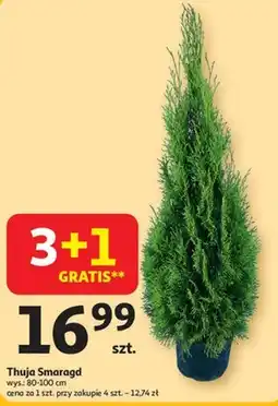 Auchan Thuja oferta