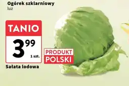Intermarche Sałata lodowa oferta
