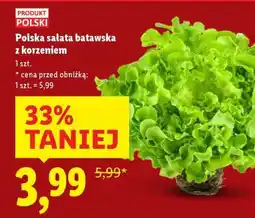 Lidl Polska sałata batawska z korzeniem oferta