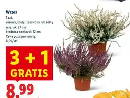 Lidl Wrzos oferta