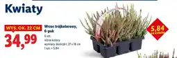 Lidl Wrzos trójkolorowy, 6-pak oferta