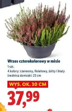 Lidl Wrzos czterokolorowy w misie oferta