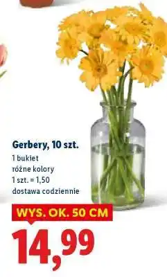 Lidl Gerbery 10 szt oferta