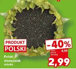 Kaufland Polski słonecznik sztuka oferta