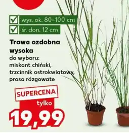 Kaufland Trawa ozdobna wysoka oferta