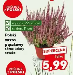 Kaufland Polski wrzos pączkowy oferta