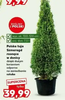 Kaufland Polska tuja Szmaragd rosnąca w donicy oferta