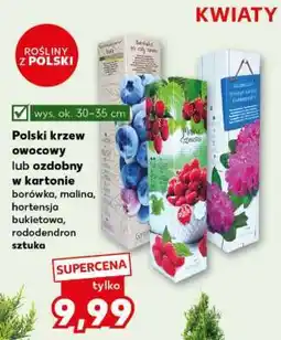 Kaufland Polski krzew owocowy lub ozdobny w kartonie oferta