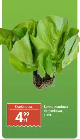 Biedronka Sałata masłowa doniczkowa Biedronka oferta