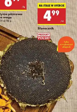 Biedronka Słonecznik Biedronka oferta