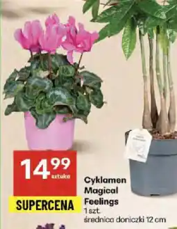 Delikatesy Centrum Cyklamen Magical Feelings oferta