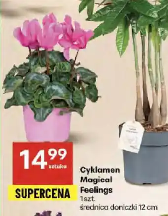 Delikatesy Centrum Cyklamen Magical Feelings oferta