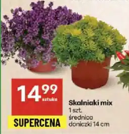 Delikatesy Centrum Skalniaki mix oferta