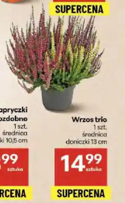 Delikatesy Centrum Wrzos trio oferta