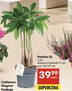 Delikatesy Centrum Pachira XL oferta