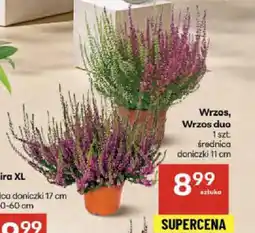 Delikatesy Centrum Wrzos, Wrzos duo oferta