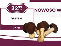 Dantex Grzybki oferta