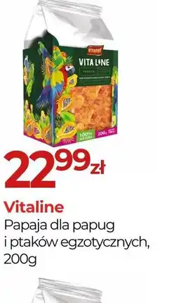 Zoo Karina Vitaline Papaja dla papug i ptaków egzotycznych oferta
