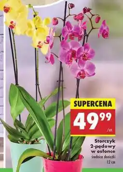Biedronka Storczyk 2-pędowy w osłonce oferta