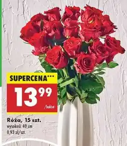 Biedronka Róźa 15 szt oferta