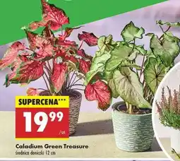 Biedronka Caladium Green Treasure oferta