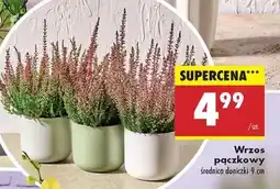 Biedronka Wrzos pączkowy oferta
