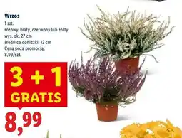 Lidl Wrzos żółty 12 cm oferta