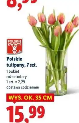 Lidl Tulipany oferta