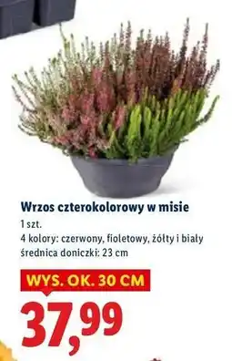 Lidl Wrzos 4-kolorowy don. 23 cm oferta