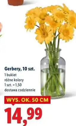 Lidl Gerbery 50 cm oferta