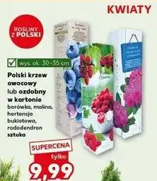 Kaufland Rododendron oferta