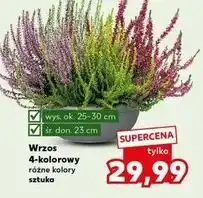 Kaufland Wrzos 4-kolorowy don. 23 cm oferta