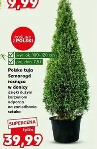 Kaufland Tuja szmaragd oferta