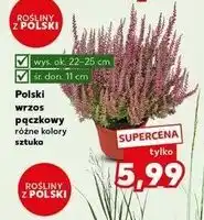 Kaufland Wrzos pączkowy śr. 11 cm oferta