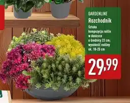 ALDI Rozchodnik karpacki Gardenline oferta