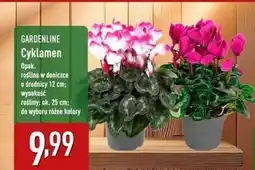 ALDI Cyklamen 12 cm Gardenline oferta