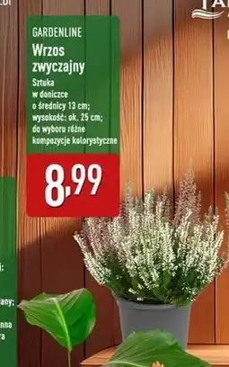 ALDI Wrzos zimozielony don 13 cm Gardenline oferta