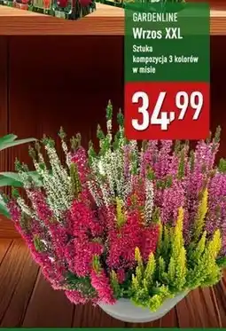 ALDI Wrzos xxl 3 kolory Gardenline oferta