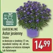 ALDI Aster jesienny 40 cm Gardenline oferta