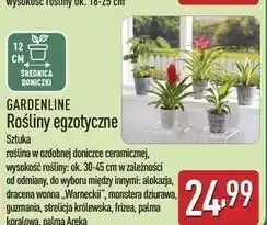 ALDI Palma areka Gardenline oferta
