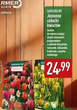 ALDI Krokusy nasiona Gardenline oferta