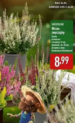 ALDI Wrzos zwyczajny 25 cm Gardenline oferta