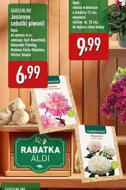 ALDI Cebulki piwonii Gardenline oferta