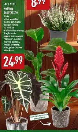 ALDI Areka 12 cm Gardenline oferta