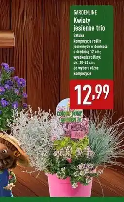 ALDI Kwiaty jesienne trio don. 12 cm Gardenline oferta