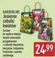 ALDI Czosnek ozdobny Gardenline oferta