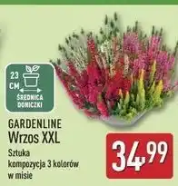 ALDI Wrzos xxl 23 cm Gardenline oferta